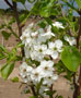 Chanticleer Pear Flower in Spring