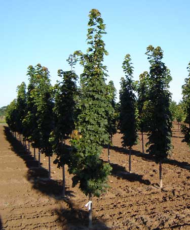 Young Columnar Maple