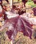 Crimson King Maple Leaf