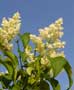 Ivory Silk® Japanese Tree Lilac Flower