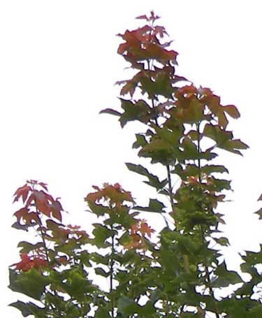 New Growth on Norwegian Sunset Maple