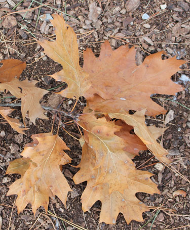 Fallen Red Oak Leaf