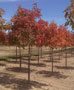 Red Oaks Fall Color