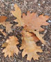 Fallen Red Oak Leaf