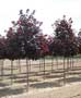 Royal Red Maple 2.5 Inch