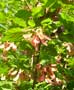 Tatarian Maple Seed